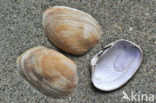 Pullet Carpet-shell (Venerupis senegalensis)