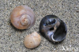 Necklace shell (Polinices catenus)