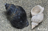 Common Whelk (Buccinum undatum)