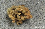 Gewone Wulk (Buccinum undatum)