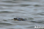 Gewone zeehond (Phoca vitulina) 