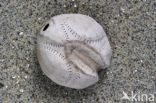 Common heart urchin (Echinocardium cordatum)
