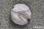 Common heart urchin (Echinocardium cordatum)