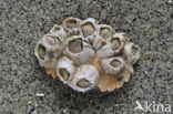 Acorn barnacle (Semibalanus balanoides)