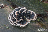 Gewoon elfenbankje (Trametes versicolor)