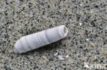 Elephant’s-tusk Shell (Dentalium entalis)