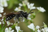 Glimmende dwergzandbij (Andrena minutuloides)