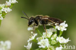 Glimmende dwergzandbij (Andrena minutuloides)