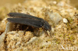 Glow worm (Lampyris noctiluca)