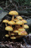 Goudvliesbundelzwam (Pholiota aurivella)