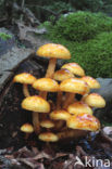 Goudvliesbundelzwam (Pholiota aurivella)