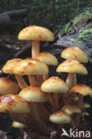 Goudvliesbundelzwam (Pholiota aurivella)