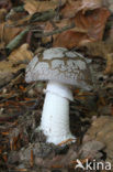 Grey Spotted Amanita (Amanita excelsa)