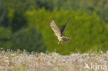 Montagu’s Harrier (Circus pygargus)