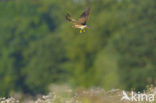 Montagu’s Harrier (Circus pygargus)