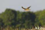 Montagu’s Harrier (Circus pygargus)