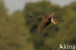 Montagu’s Harrier (Circus pygargus)