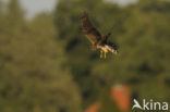 Montagu’s Harrier (Circus pygargus)