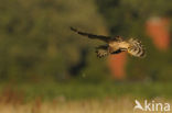 Montagu’s Harrier (Circus pygargus)