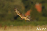 Montagu’s Harrier (Circus pygargus)