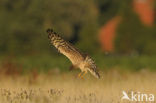 Montagu’s Harrier (Circus pygargus)