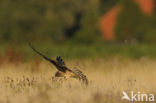 Montagu’s Harrier (Circus pygargus)