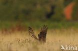 Montagu’s Harrier (Circus pygargus)