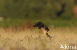 Montagu’s Harrier (Circus pygargus)