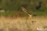 Montagu’s Harrier (Circus pygargus)