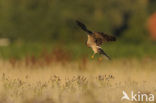 Montagu’s Harrier (Circus pygargus)