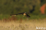 Montagu’s Harrier (Circus pygargus)