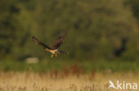 Montagu’s Harrier (Circus pygargus)