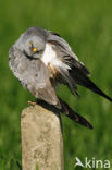 Montagu’s Harrier (Circus pygargus)