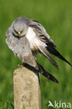 Montagu’s Harrier (Circus pygargus)