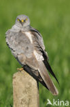 Montagu’s Harrier (Circus pygargus)