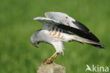 Montagu’s Harrier (Circus pygargus)