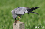 Montagu’s Harrier (Circus pygargus)