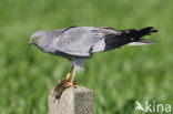 Montagu’s Harrier (Circus pygargus)