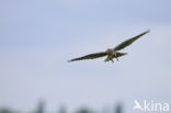 Montagu’s Harrier (Circus pygargus)