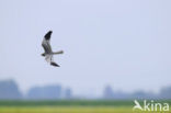 Montagu’s Harrier (Circus pygargus)