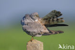 Montagu’s Harrier (Circus pygargus)