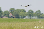 Montagu’s Harrier (Circus pygargus)