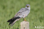 Montagu’s Harrier (Circus pygargus)