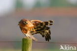 Montagu’s Harrier (Circus pygargus)