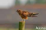 Montagu’s Harrier (Circus pygargus)