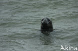 Grijze zeehond