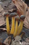 Jellybaby (Leotia lubrica)