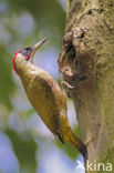 Groene Specht (Picus viridis) 