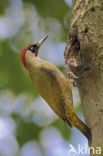 Groene Specht (Picus viridis) 