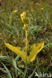 Groenknolorchis